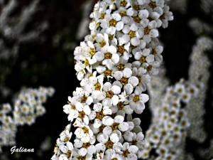 racimo de flores blancas